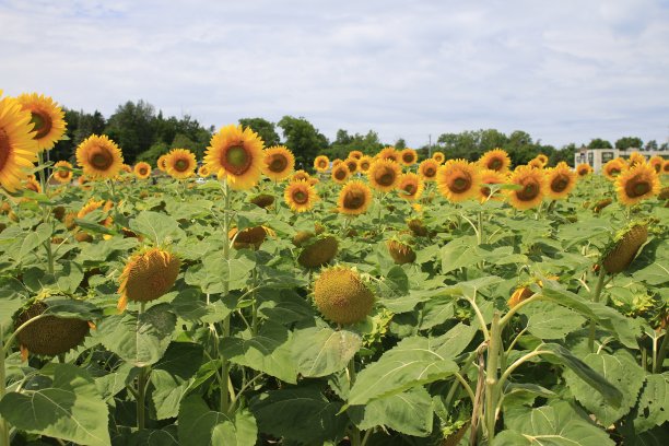 向日葵田里的向日葵的特写图片下载