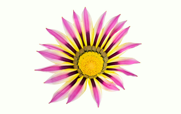 加扎尼亚花与黄色在中间在白色的背景图片下载