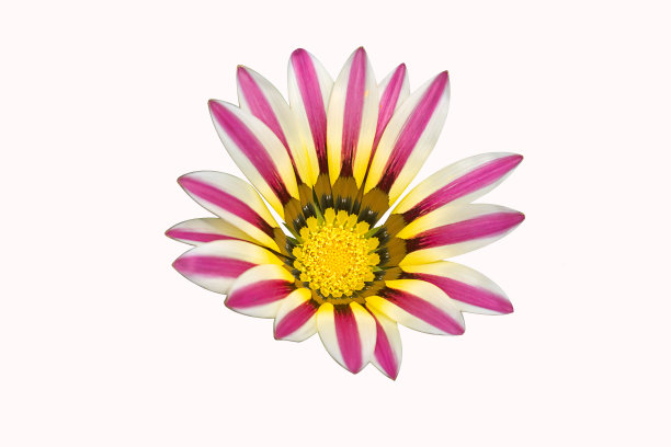 紫色的加扎尼亚花在白色的背景图片下载