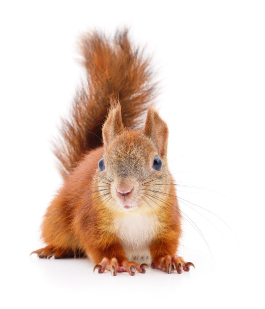 欧亚红松鼠。图片下载