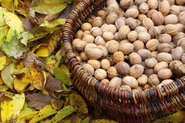 核桃藤篮。在秋天收获成熟的坚果。图片下载