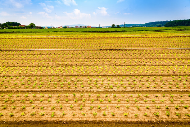 田间有机栽培玉米图片下载