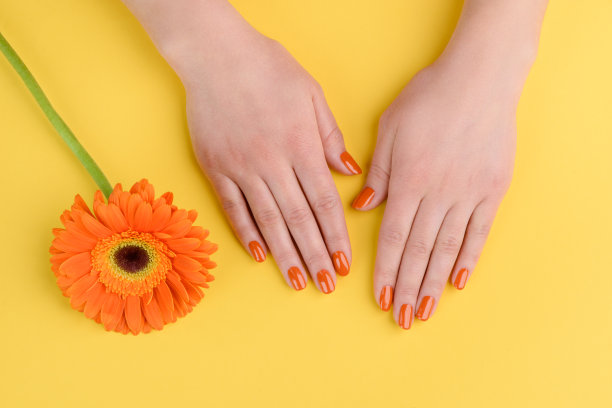 非洲菊花和女人的手在黄色的背景图片下载
