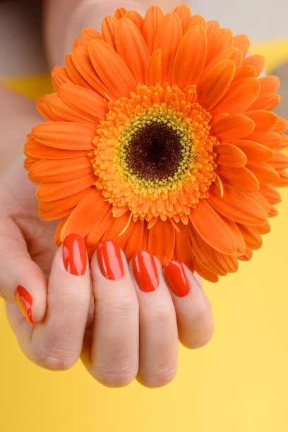 非洲菊在杯状手与红色指甲图片下载