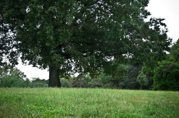 郁郁葱葱的树图片下载