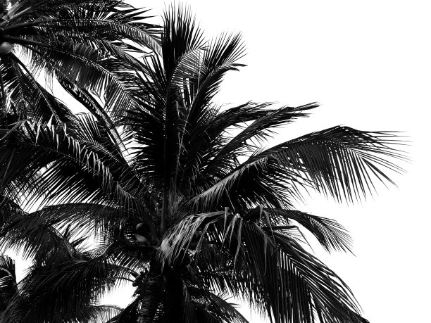 棕榈叶孤立在白色背景与复制空间。图片下载