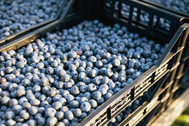 新鲜收获的蓝莓装在一个塑料盒子里。图片下载