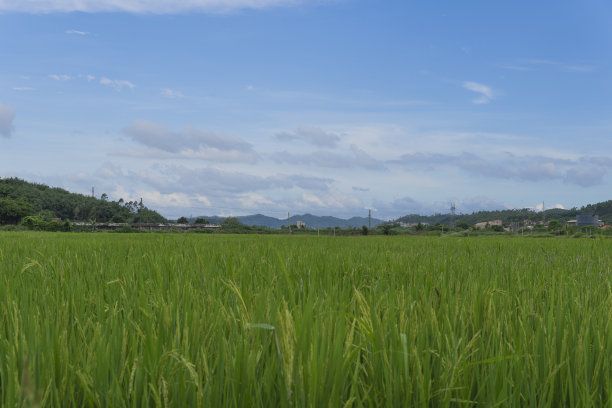 蓝天白云下一大片成熟的稻田图片下载