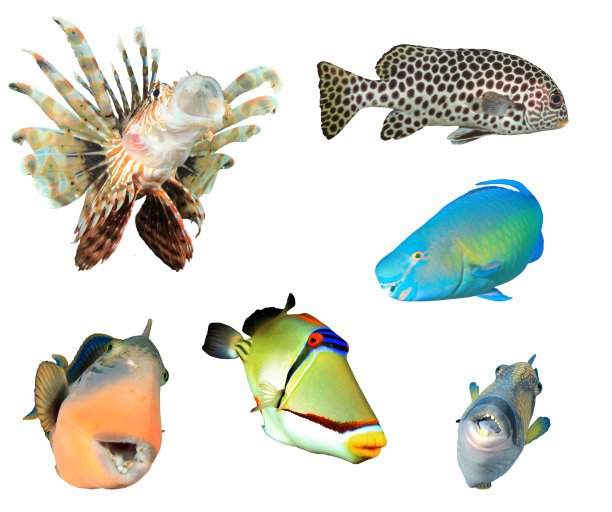 孤立在白色背景上的礁鱼图片下载