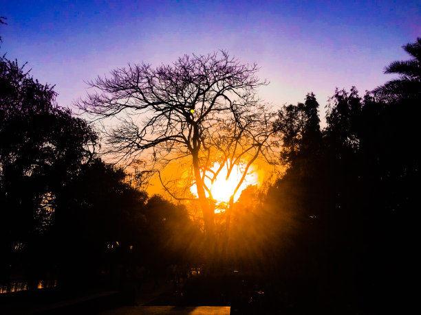 公园里的日落图片下载