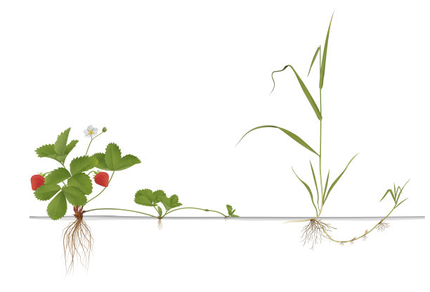 草莓植物和沙发草图片下载