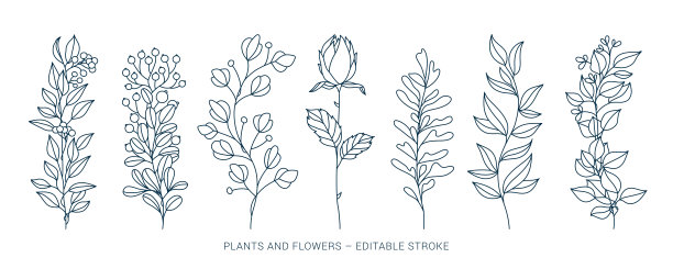 花卉植物学素描集图片下载