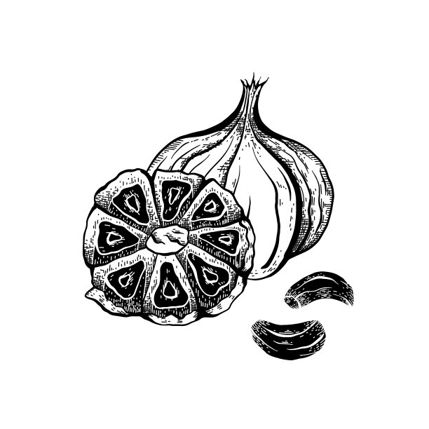 黑色发酵大蒜孵化插图。产品的健康和长寿。亚洲菜肴的调味料。天然甜味剂。向量元素图片下载