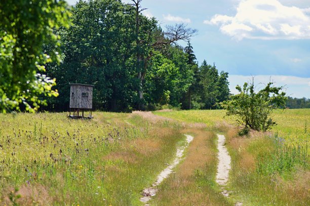 穿过草地的土路图片下载