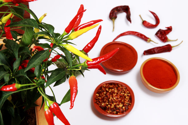 辣椒植物图片下载