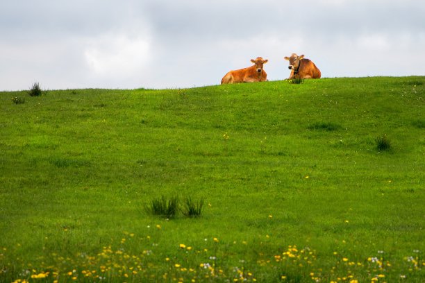 青山牧场上的两头牛。图片下载