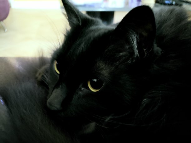 休息只黑猫图片下载