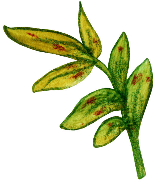 分支用树叶图片下载