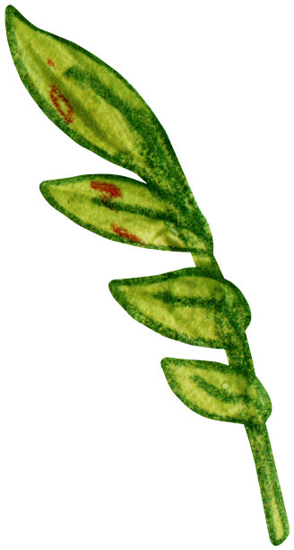 分支用树叶图片下载