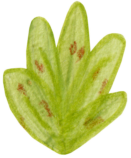 分支用树叶图片下载