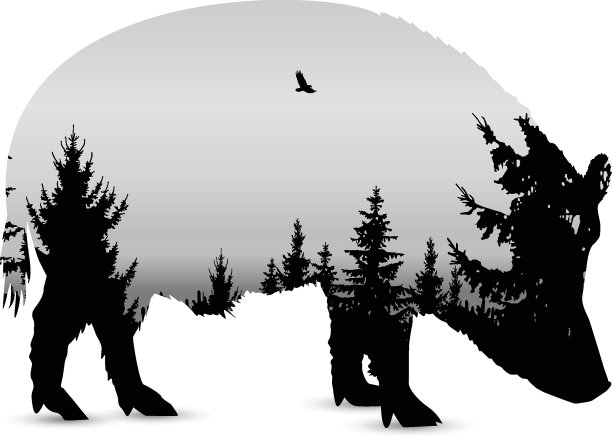 轮廓的野猪图片下载