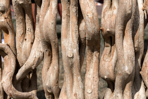 热带藤本植物干枝的背景图片下载