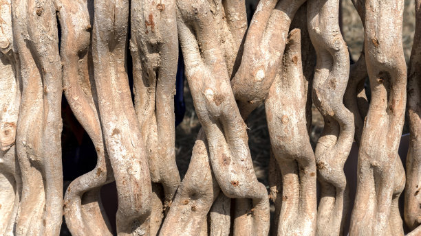 热带藤本植物干枝的背景图片下载