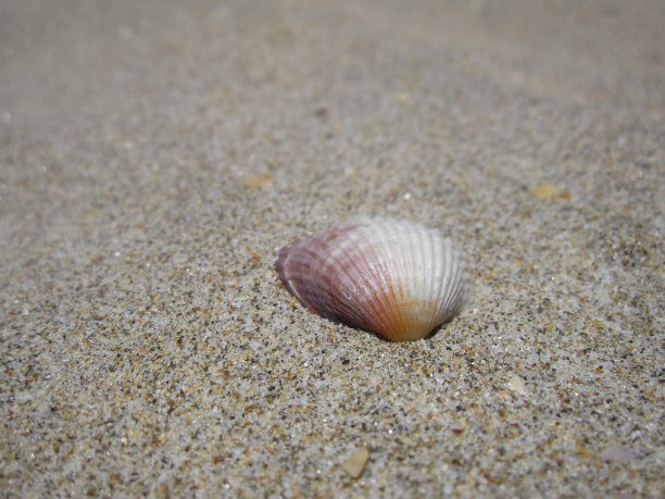 靠近沙滩上的贝壳图片下载