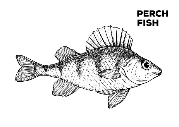 草图上鱼。手绘矢量插图。海鲜包装设计元素。雕刻风格的插图。可用于包装设计。鲈鱼鱼标签。图片下载