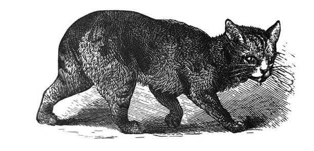 古董插图- 1890 -马恩猫图片下载