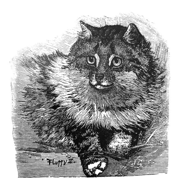 古董插图- 1890 -毛茸茸的波斯猫图片下载