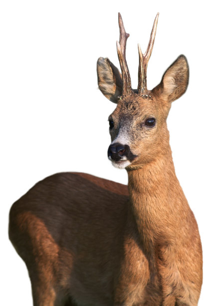欧洲狍(母鹿)的特写照片，雄鹿/雄鹿的白色背景图片下载
