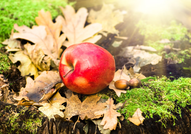 老树桩上的红苹果，带着青苔，叶子，橡子图片下载
