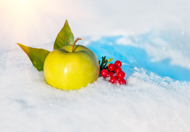 雪中的黄苹果和荚果图片下载