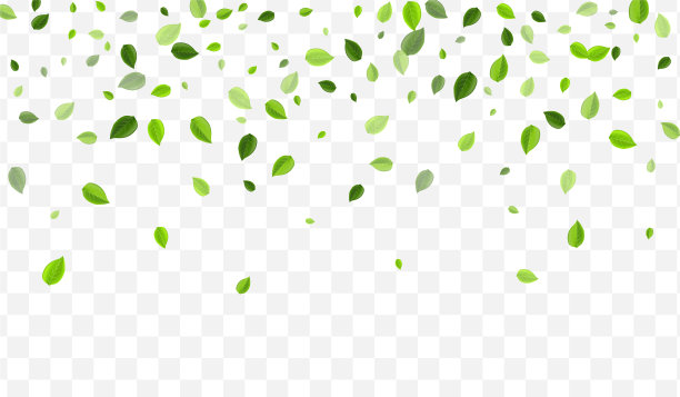 森林树叶模板薄荷叶新鲜图片下载