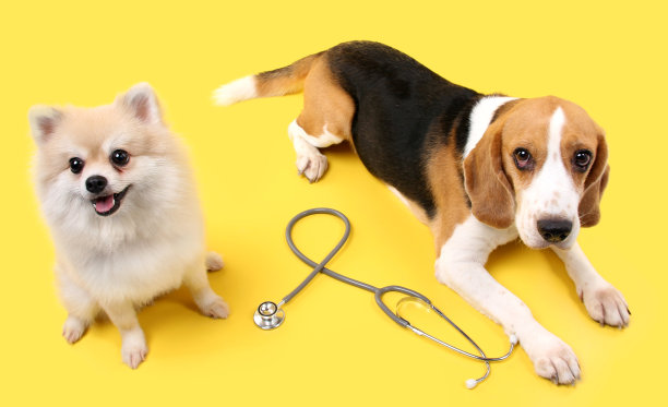 小猎犬和博美犬与听诊器作为兽医在工作室的黄色背景。图片下载