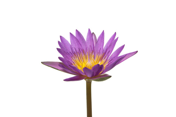 美丽的紫色睡莲或荷花孤立在白色上图片下载