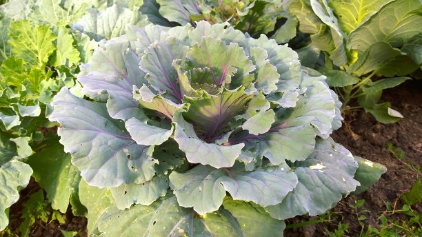 装饰性的卷心菜。花期甘蓝。芸苔属植物oleracea物种。分类:植物界。绿色装饰植物。冬天12月开花。花圃。园艺的背景。培养。自然美。图片下载