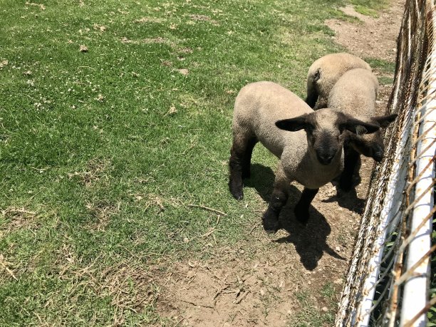 宠物羊图片下载