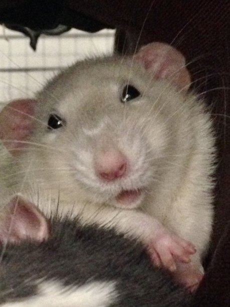宠物鼠图片下载
