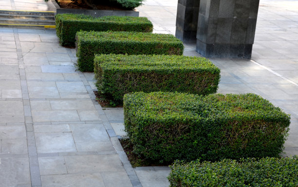 女贞灌木树篱种植在大面积铺装的人行道步行区4棵春笋树篱在大理石花岗岩路面设计城市规则正式的上视图图片下载