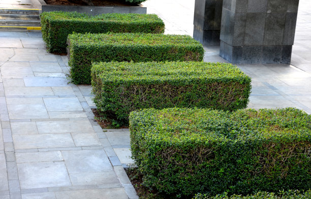 女贞灌木树篱种植在大面积铺装的人行道步行区4棵春笋树篱在大理石花岗岩路面设计城市规则正式的上视图图片下载