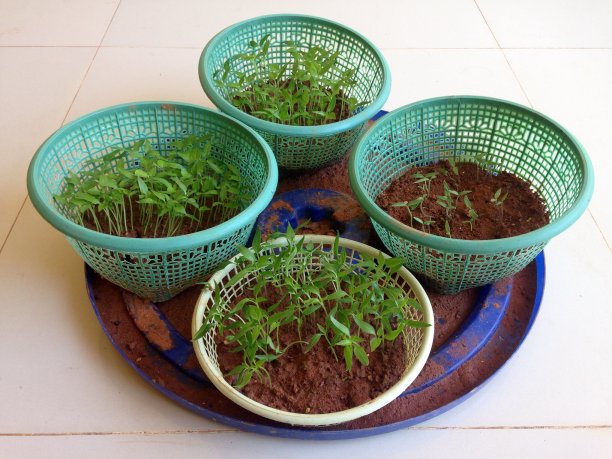 2020年7月24日，印尼西爪哇茂物的辣椒幼苗图片下载