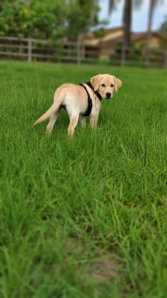拉布拉多幼犬图片下载