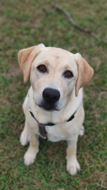 拉布拉多幼犬图片下载