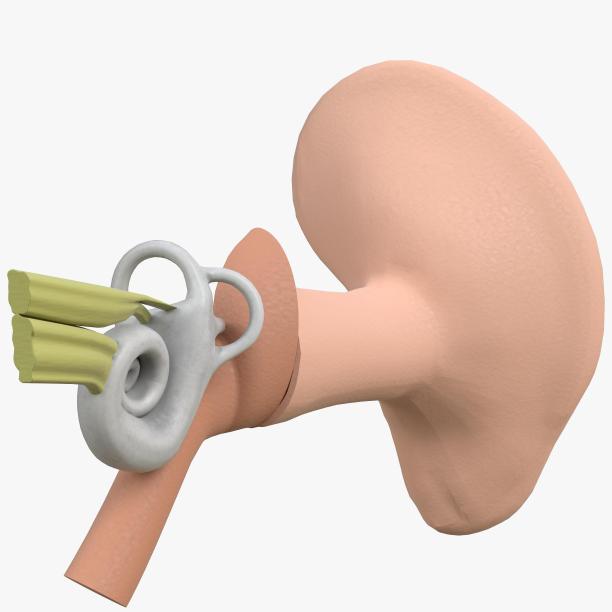 人耳解剖图片下载