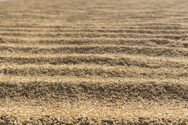 在农村阳光下晒水稻图片下载
