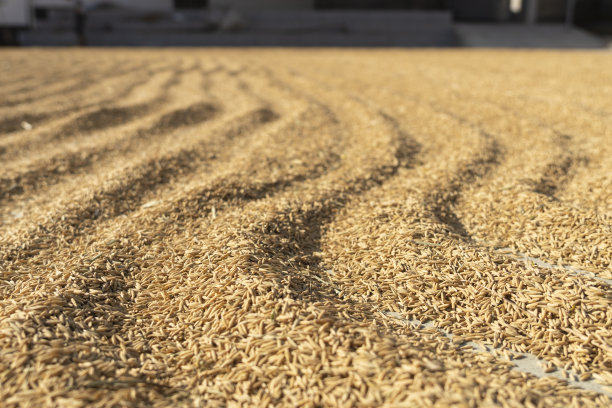 在农村阳光下晒水稻图片下载