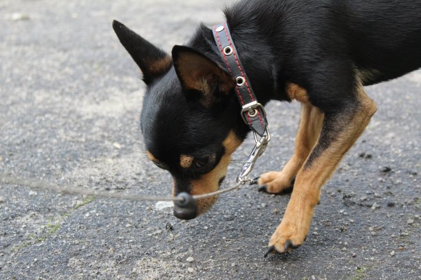 遛狗时拴着的俄罗斯玩具梗图片下载