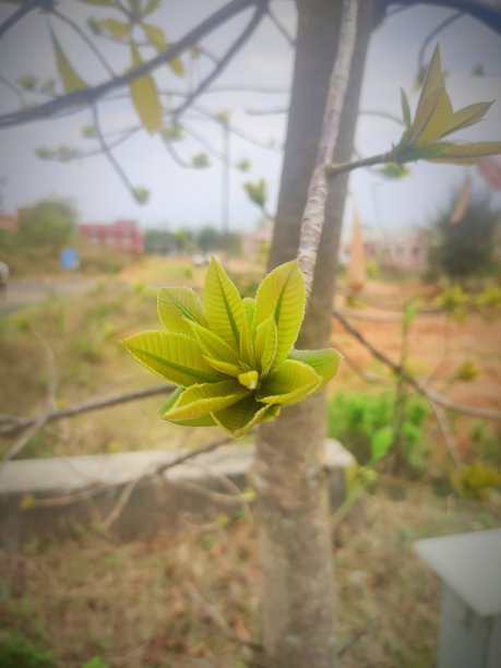 一束树叶的肖像。图片下载